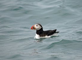 Puffin, Atlantic, 2006-07020937 Cutler and Machias Seal Island, ME